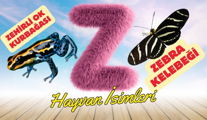z ile hayvanlar